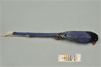 藏品(臺灣藍鵲)的圖片